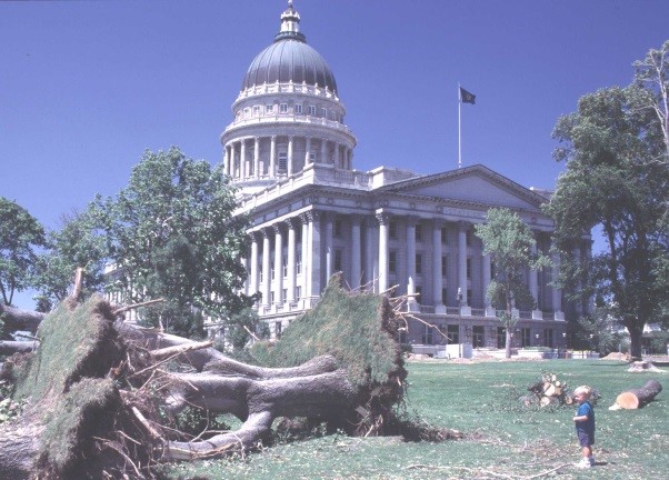 Tornado damage of a fallen tree at the Utah State Capitol in 1999
