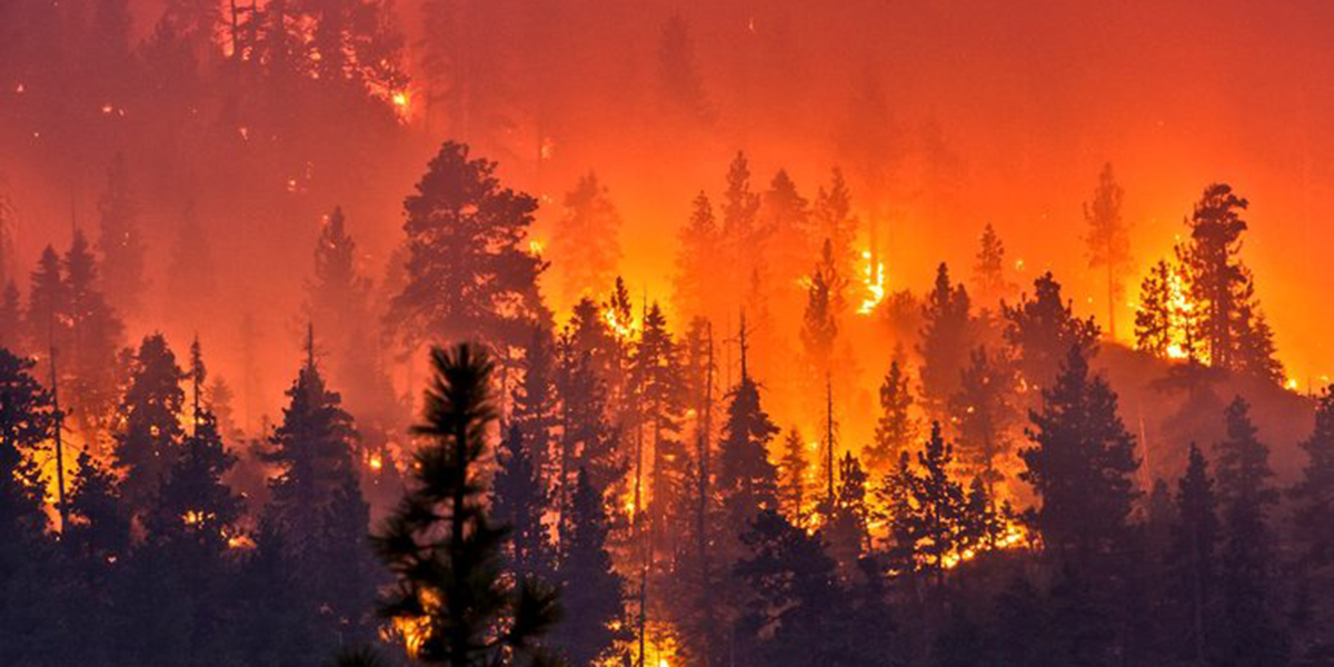 Image of wildfire 