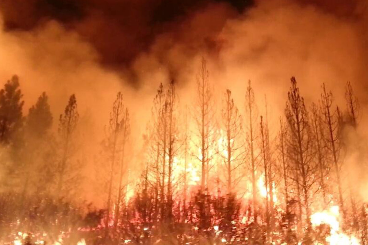 Wildfire engulfs forest